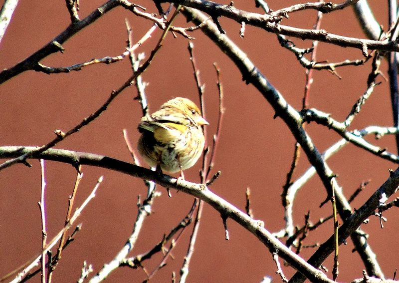 Uccellino da identificare:  Probabile femmina di Verdone (Chloris chloris)