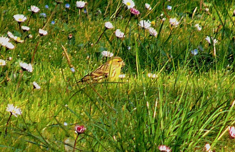 Verzellino (Serinus serinus)