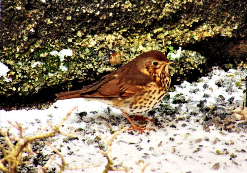 Uccello da identificare: Tordo bottaccio (Turdus philomelos)