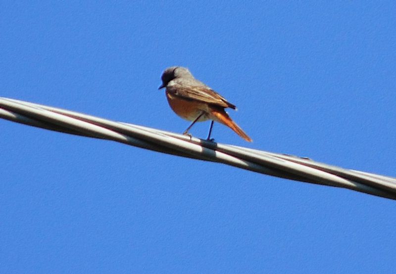 Uccellino da identificare:  Codirosso comune (Phoenicurus phoenicurus)