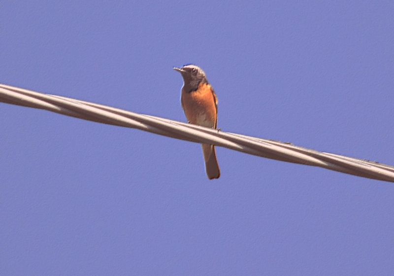 Uccellino da identificare:  Codirosso comune (Phoenicurus phoenicurus)