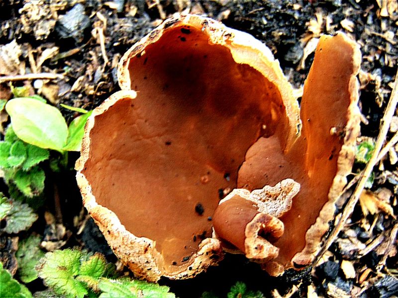 fungo da determinare