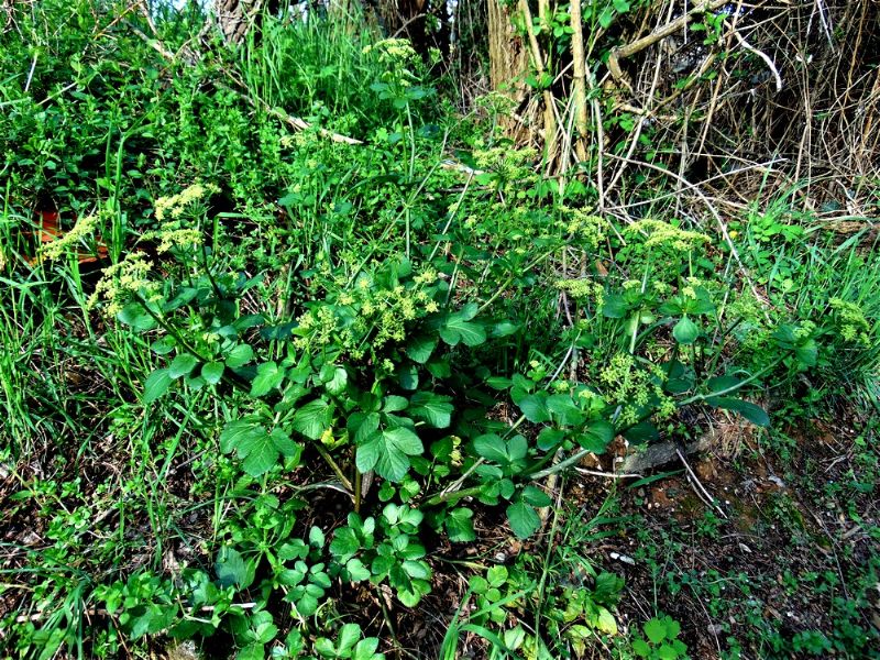 Smyrnium olusatrum   (Apiaceae)