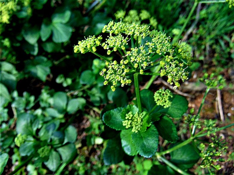 Smyrnium olusatrum   (Apiaceae)