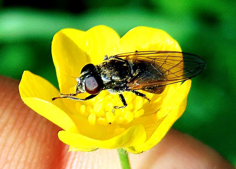 Syrphidae:  cfr. Cheilosia sp.