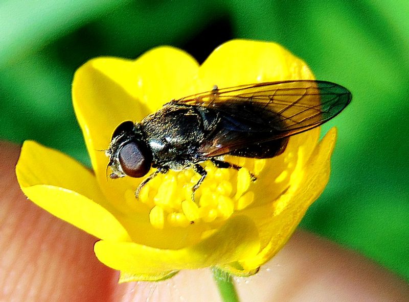 Syrphidae:  cfr. Cheilosia sp.