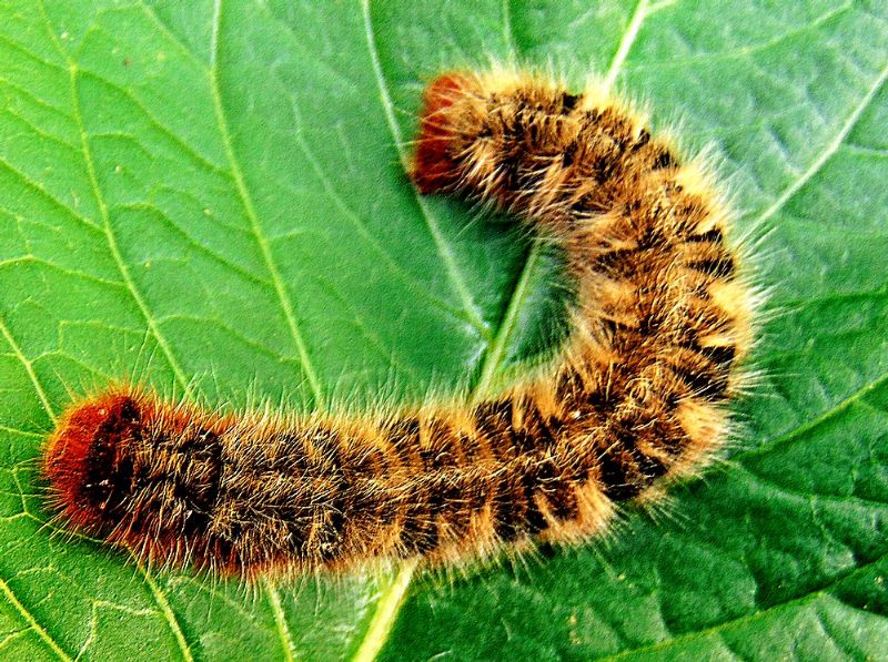 larva da identificare