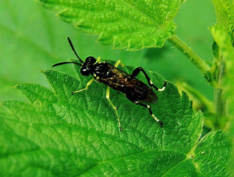 imenottero da determinare: Macrophya montana (Tenthredinidae)