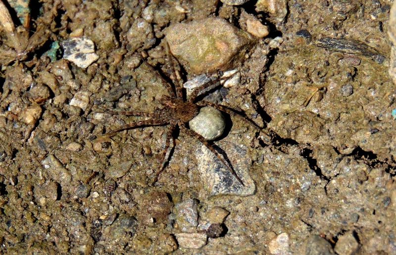 Pardosa sp. -  Campomorone (GE)