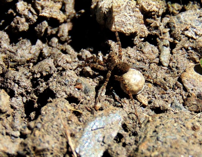 Pardosa sp. -  Campomorone (GE)