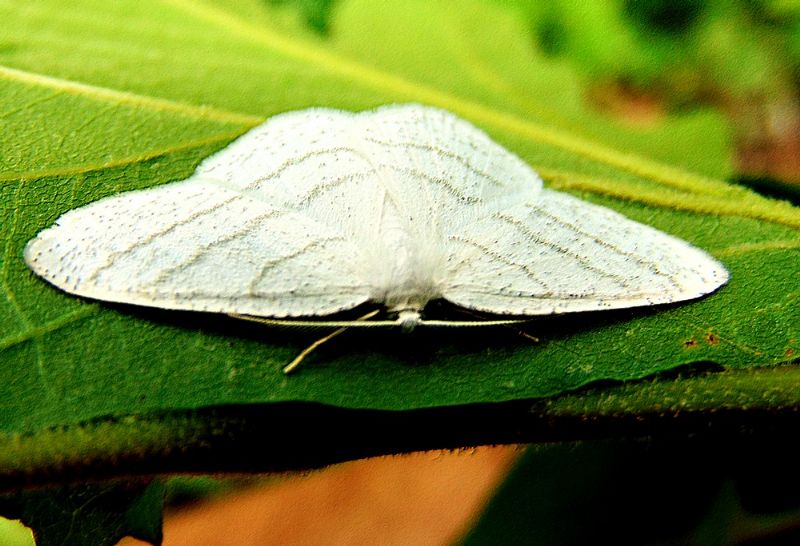 farfalla da identificare: Cabera pusaria (Geometridae)