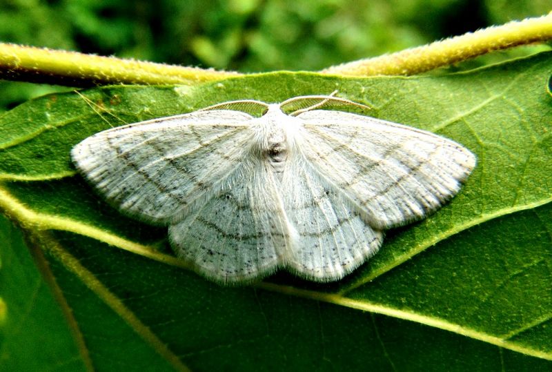 farfalla da identificare: Cabera pusaria (Geometridae)