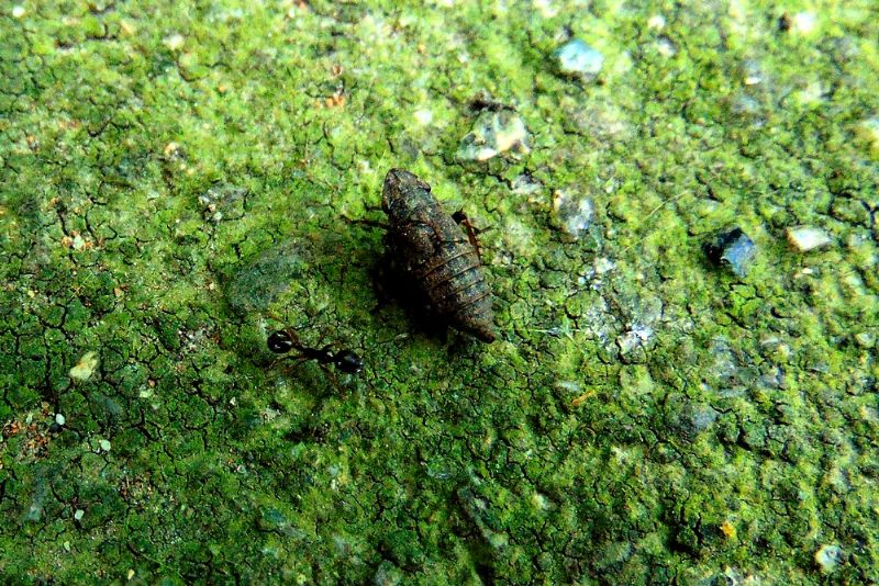 Cicadomorpha Cicadellidae: Errhomenus brachypterus