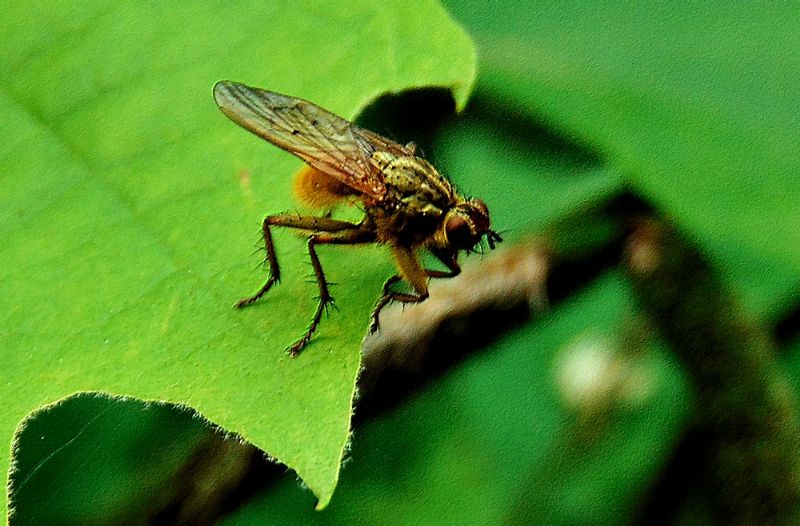 mosca da identificare