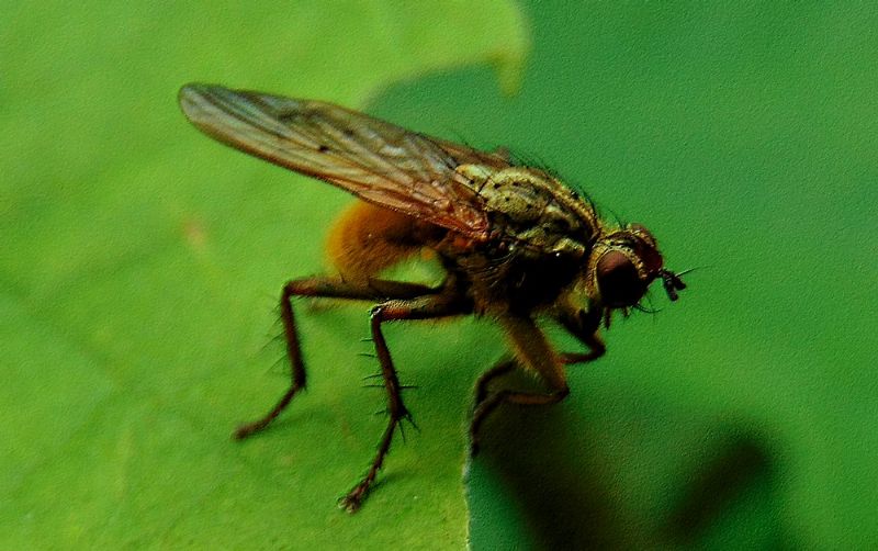 mosca da identificare