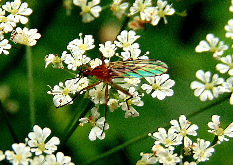 fam. Empididae: Empis (Xanthempis)