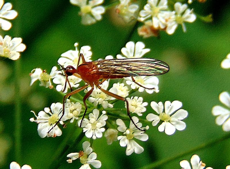 fam. Empididae: Empis (Xanthempis)