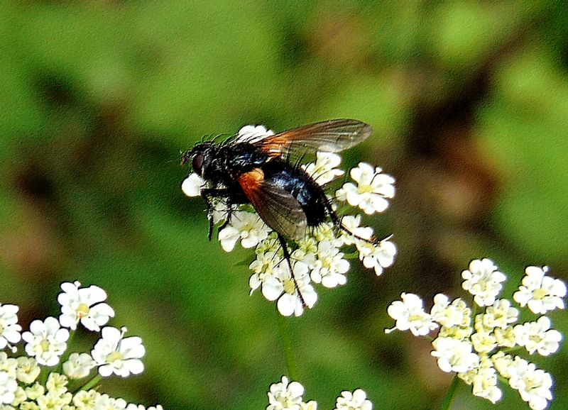 Tachinidae: cfr. Zophomyia temula, femmina