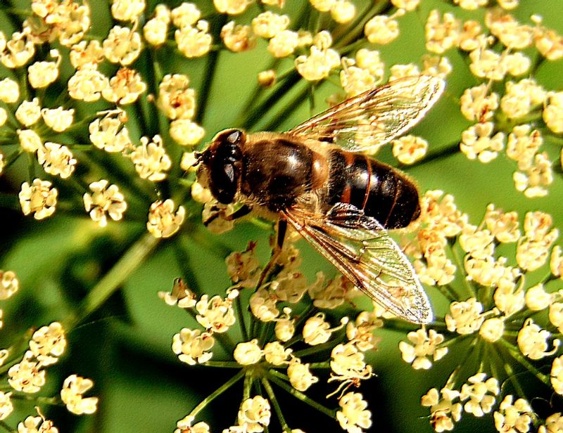 Syrphidae: Eristalis tenax, femmina