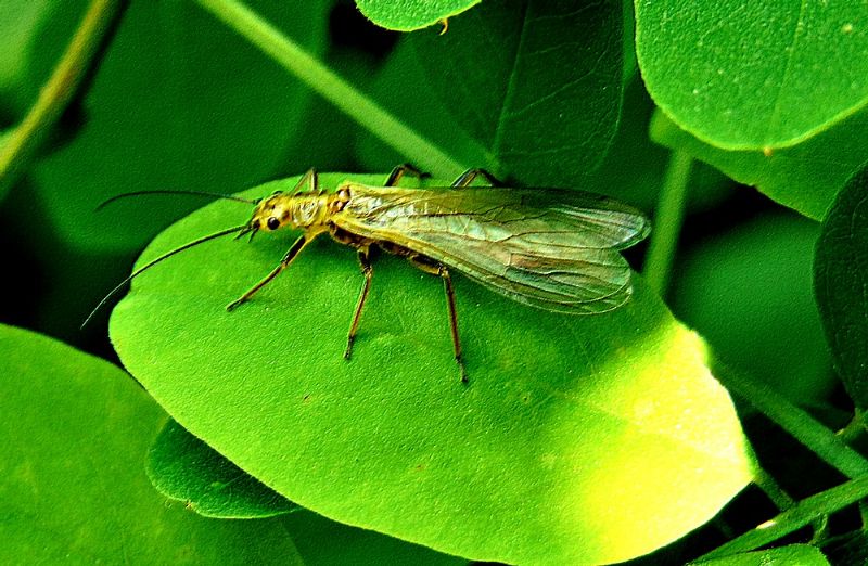 Isoperla carbonaria  (Perlodidae)