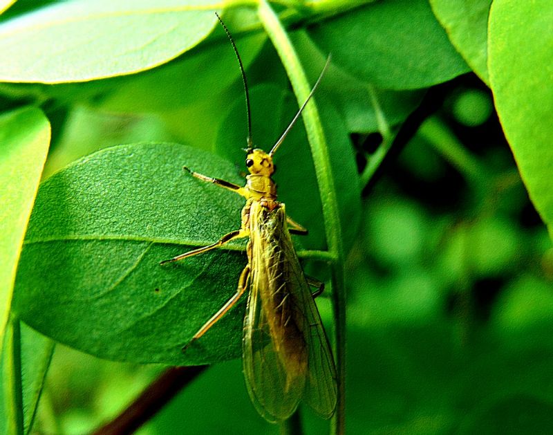 Isoperla carbonaria  (Perlodidae)