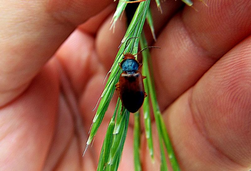 Carabidae: Diachromus germanus