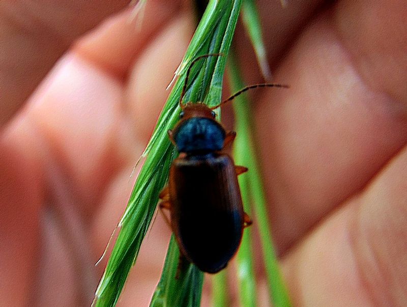 Carabidae: Diachromus germanus