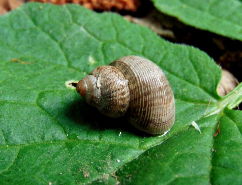 chiocciola sconosciuta