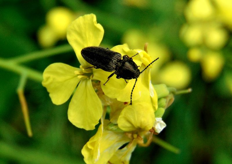 Elateridae: cfr. Cydnopus sp.