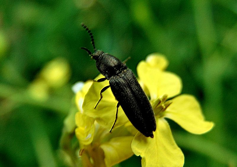 Elateridae: cfr. Cydnopus sp.