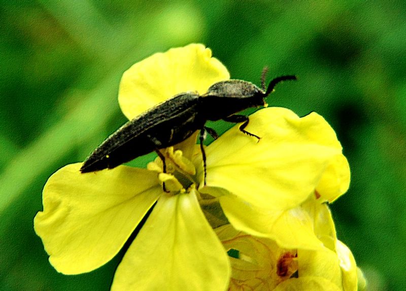 Elateridae: cfr. Cydnopus sp.