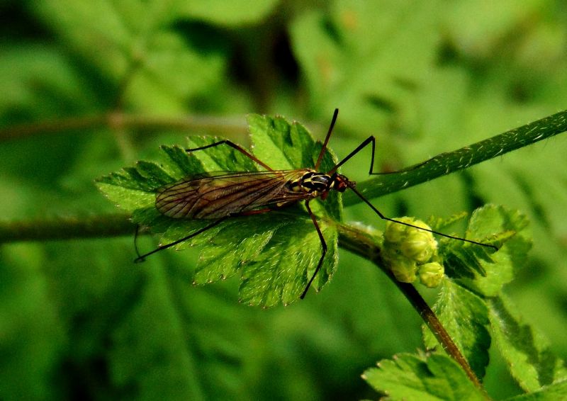 Nephrotoma sp. (Tipulidae)