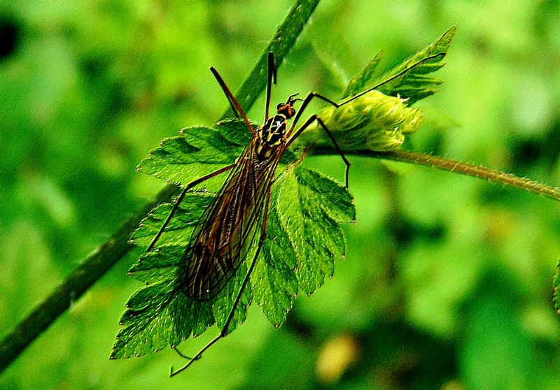 Nephrotoma sp. (Tipulidae)
