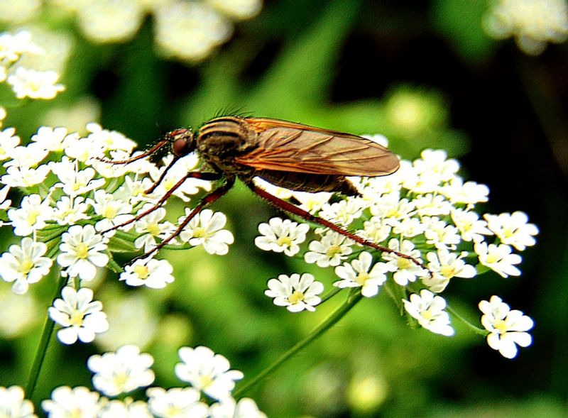 Empis tessellata (Empididae) femmina