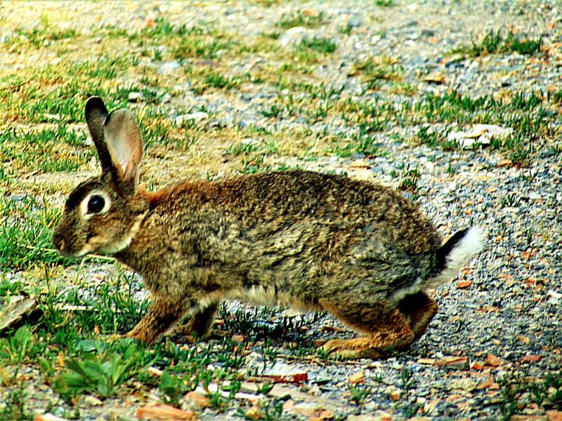 Mammifero da identificare: Coniglio selvatico