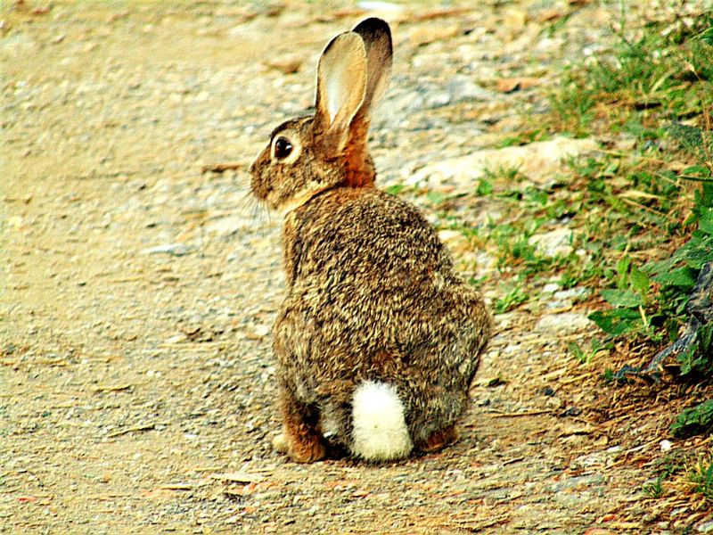 Mammifero da identificare: Coniglio selvatico