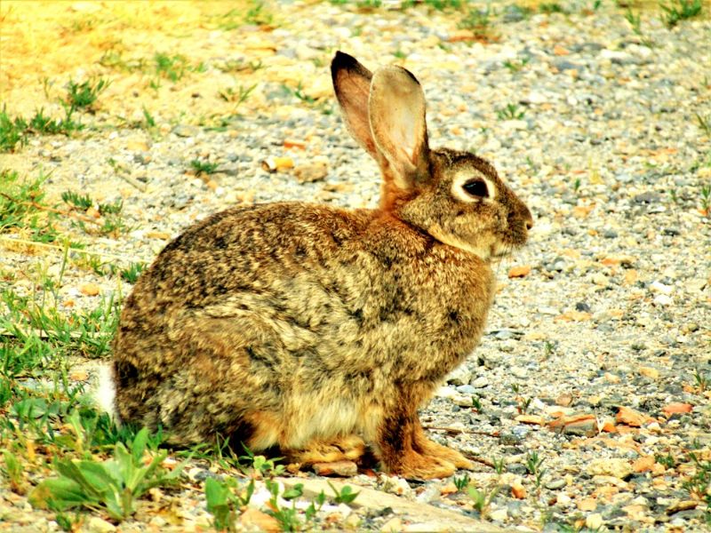 Mammifero da identificare: Coniglio selvatico