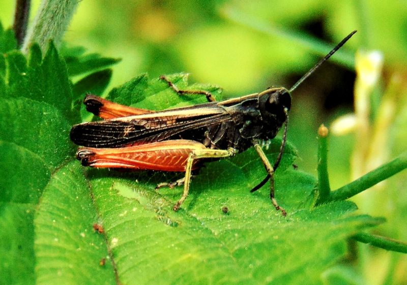 Omocestus rufipes, maschio