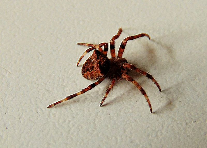 Araneus angulatus - Campomorone (GE)