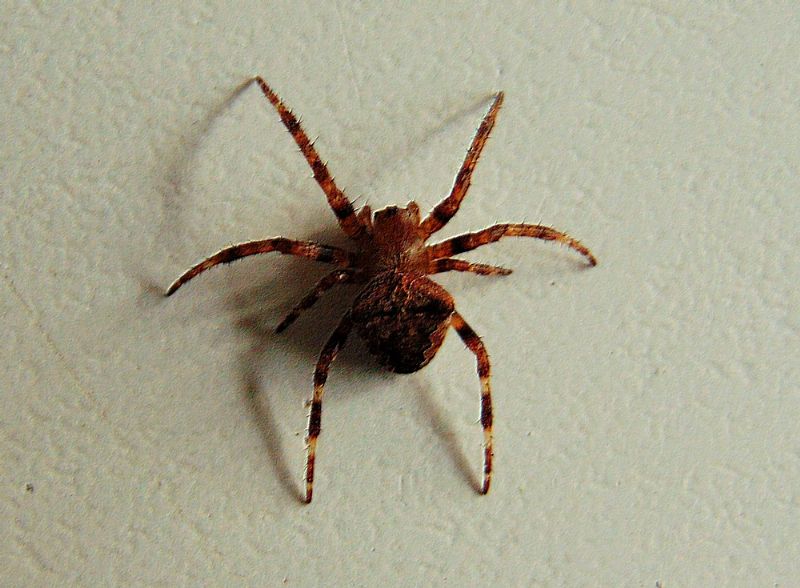 Araneus angulatus - Campomorone (GE)