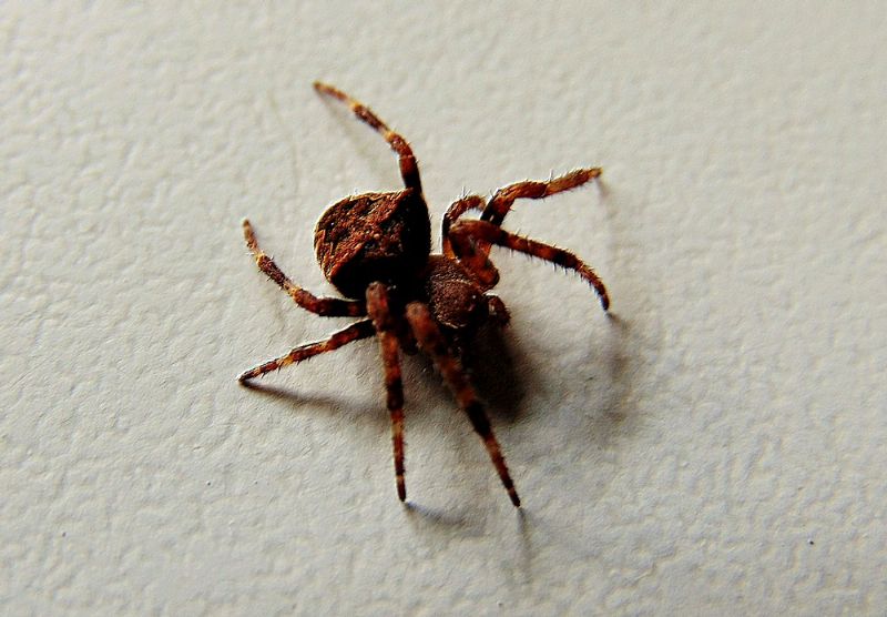 Araneus angulatus - Campomorone (GE)