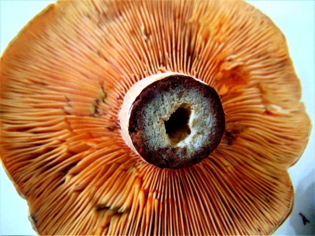 fungo da determinare