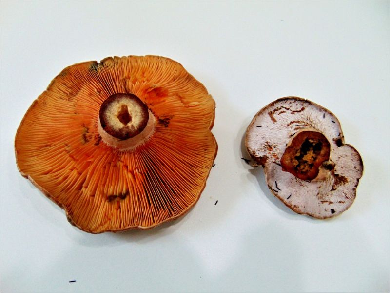 fungo da determinare