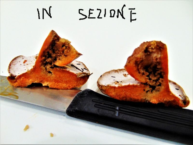 fungo da determinare