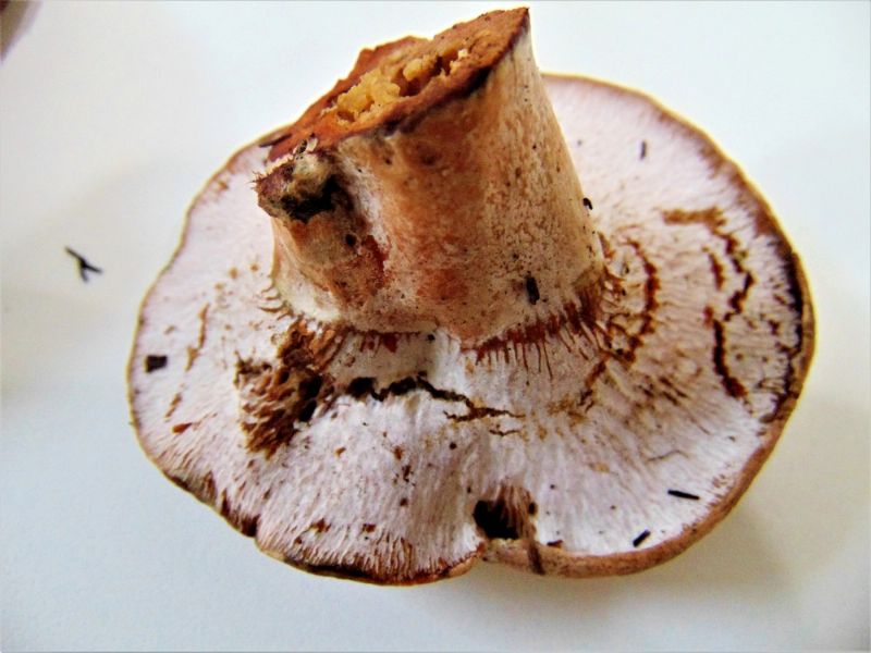 fungo da determinare