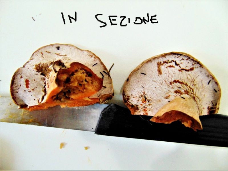 fungo da determinare