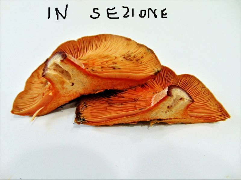 fungo da determinare