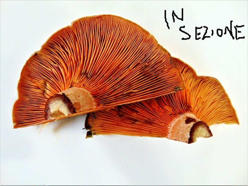 fungo da determinare