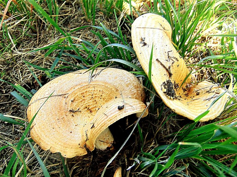 fungo da determinare