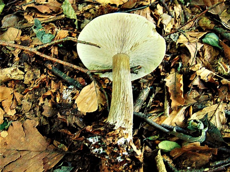 fungo da determinare